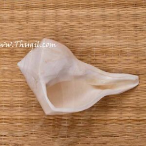 Pooja Conch Sea Shell Valampuri Sangu Buy Now 7 inches