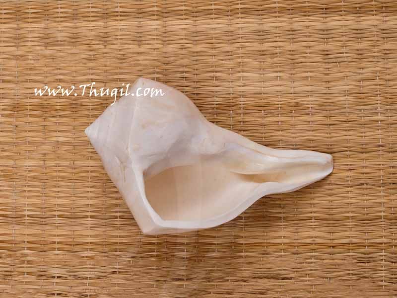 Pooja Conch Sea Shell Valampuri Sangu Buy Now 7 inches