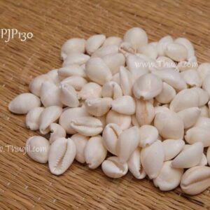 Cowry Shells Playing Choli Sea Shell Beads Cowrie Craft Set 150 pcs