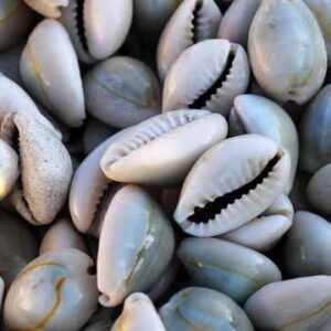Cowry Shells Playing Choli Sea Shell Beads Cowrie Craft Set Buy Now 150 pcs